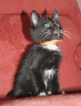 [picture of Mr. Mistofelees, a Domestic Medium Hair black/white cat]