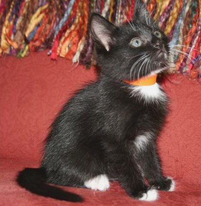 [picture of Mr. Mistofelees, a Domestic Medium Hair black/white cat]