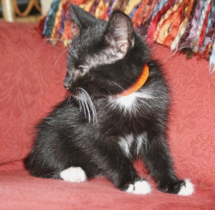 [picture of Mr. Mistofelees, a Domestic Medium Hair black/white cat]