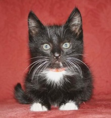 [picture of Mr. Mistofelees, a Domestic Medium Hair black/white\ cat] 