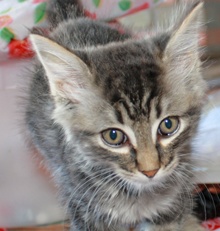 [another picture of Greypaw, a Domestic Medium Hair gray tabby\ cat] 