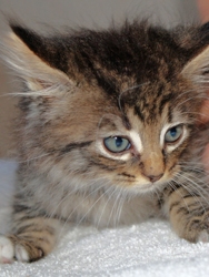 [picture of Greypaw, a Domestic Medium Hair gray tabby cat]