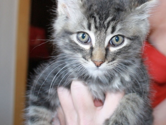 [picture of Greypaw, a Domestic Medium Hair gray tabby cat]