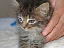 [picture of Greypaw, a Domestic Medium Hair gray tabby\ cat] 