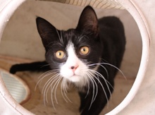 [another picture of Felix, a Domestic Medium Hair black/white\ cat] 