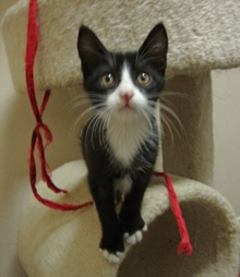 [picture of Felix, a Domestic Medium Hair black/white cat]