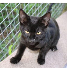 [another picture of Spooky, a Domestic Short Hair black\ cat] 