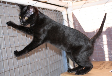 [picture of Spooky, a Domestic Short Hair black cat]