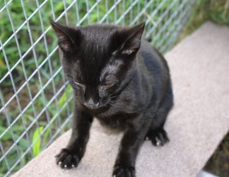 [picture of Spooky, a Domestic Short Hair black cat]