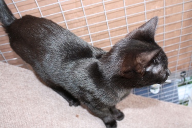 [picture of Spooky, a Domestic Short Hair black cat]