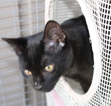 [picture of Spooky, a Domestic Short Hair black\ cat] 