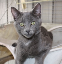 [another picture of Mr. Smee, a Domestic Short Hair gray\ cat] 