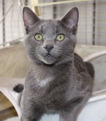 [picture of Mr. Smee, a Domestic Short Hair gray cat]