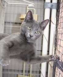 [picture of Mr. Smee, a Domestic Short Hair gray cat]