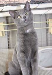 [picture of Mr. Smee, a Domestic Short Hair gray cat]