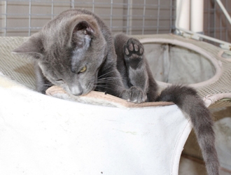 [picture of Mr. Smee, a Domestic Short Hair gray cat]