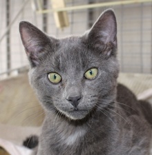 [picture of Mr. Smee, a Domestic Short Hair gray\ cat] 