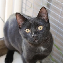 [another picture of Bridget, a Domestic Short Hair black\ cat] 