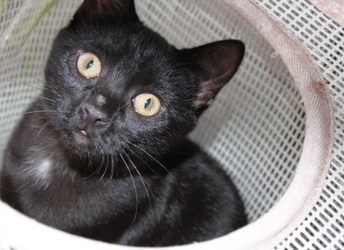 [picture of Bridget, a Domestic Short Hair black cat]