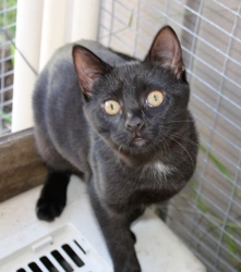 [picture of Bridget, a Domestic Short Hair black cat]