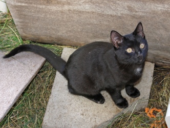 [picture of Bridget, a Domestic Short Hair black cat]