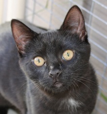 [picture of Bridget, a Domestic Short Hair black\ cat] 