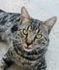 A picture of #NS04067: Dusty a Domestic Short Hair classic black/gray tabby