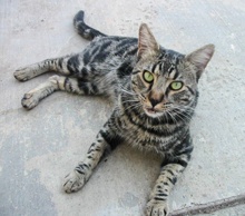 [another picture of Dusty, a Domestic Short Hair classic black/gray tabby\ cat] 
