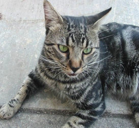 [picture of Dusty, a Domestic Short Hair classic black/gray tabby cat]