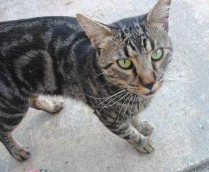 [picture of Dusty, a Domestic Short Hair classic black/gray tabby cat]