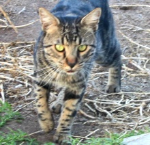 [picture of Dusty, a Domestic Short Hair classic black/gray tabby\ cat] 