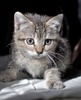A picture of #NS04068: Dusty FKA Sweetpea a Domestic Short Hair gray tabby