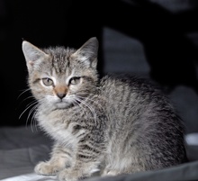 [another picture of Dusty FKA Sweetpea, a Domestic Short Hair gray tabby\ cat] 