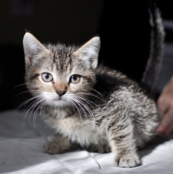 [picture of Dusty FKA Sweetpea, a Domestic Short Hair gray tabby cat]