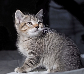 [picture of Dusty FKA Sweetpea, a Domestic Short Hair gray tabby cat]