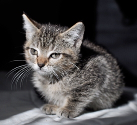 [picture of Dusty FKA Sweetpea, a Domestic Short Hair gray tabby cat]