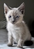 A picture of #NS04069: George Clooney a Siamese/Domestic Short Hair-x sealpoint