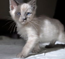 [another picture of George Clooney, a Siamese/Domestic Short Hair-x sealpoint\ cat] 