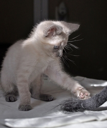 [picture of George Clooney, a Siamese/Domestic Short Hair-x sealpoint cat]