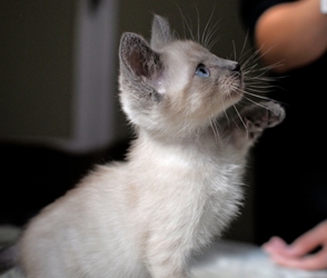 [picture of George Clooney, a Siamese/Domestic Short Hair-x sealpoint cat]