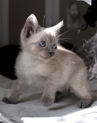 [picture of George Clooney, a Siamese/Domestic Short Hair-x sealpoint cat]