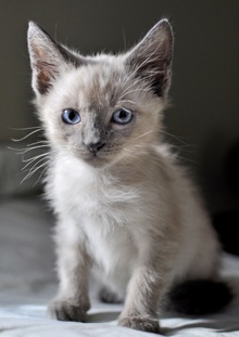 [picture of George Clooney, a Siamese/Domestic Short Hair-x sealpoint\ cat] 