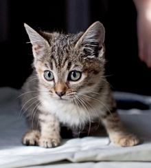 [another picture of Scout FKA Carmen, a Domestic Short Hair brown tabby\ cat] 