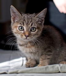 [picture of Scout FKA Carmen, a Domestic Short Hair brown tabby cat]