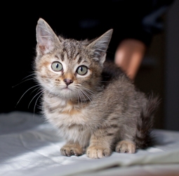 [picture of Scout FKA Carmen, a Domestic Short Hair brown tabby cat]