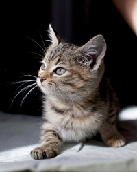 [picture of Scout FKA Carmen, a Domestic Short Hair brown tabby cat]