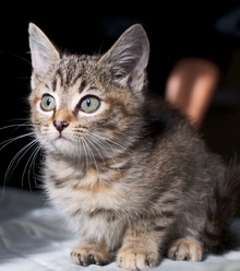 [picture of Scout FKA Carmen, a Domestic Short Hair brown tabby\ cat] 
