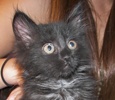 A picture of #NS04071: Decker AKA Midnight a Domestic Long Hair black