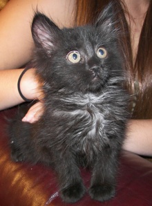 [another picture of Decker AKA Midnight, a Domestic Long Hair black\ cat] 