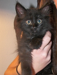 [picture of Decker AKA Midnight, a Domestic Long Hair black cat]